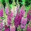 Freshseed Foxy Foxglove Mixed Colors 500 seeds pkt