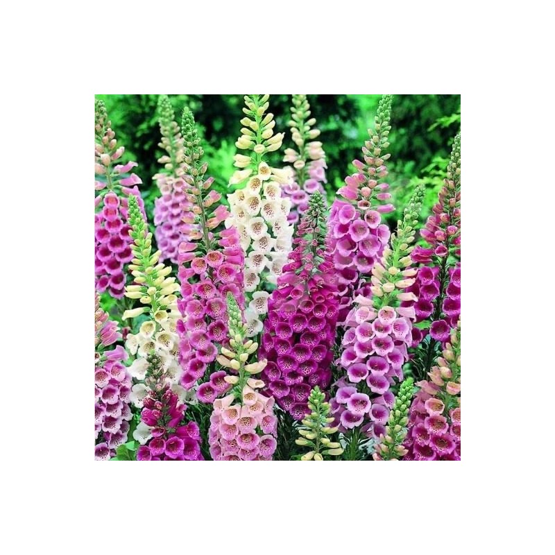 Freshseed Foxy Foxglove Mixed Colors 500 seeds pkt