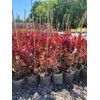 Fireglow Upright Red Japanese Maple - Live Plant - (2.5