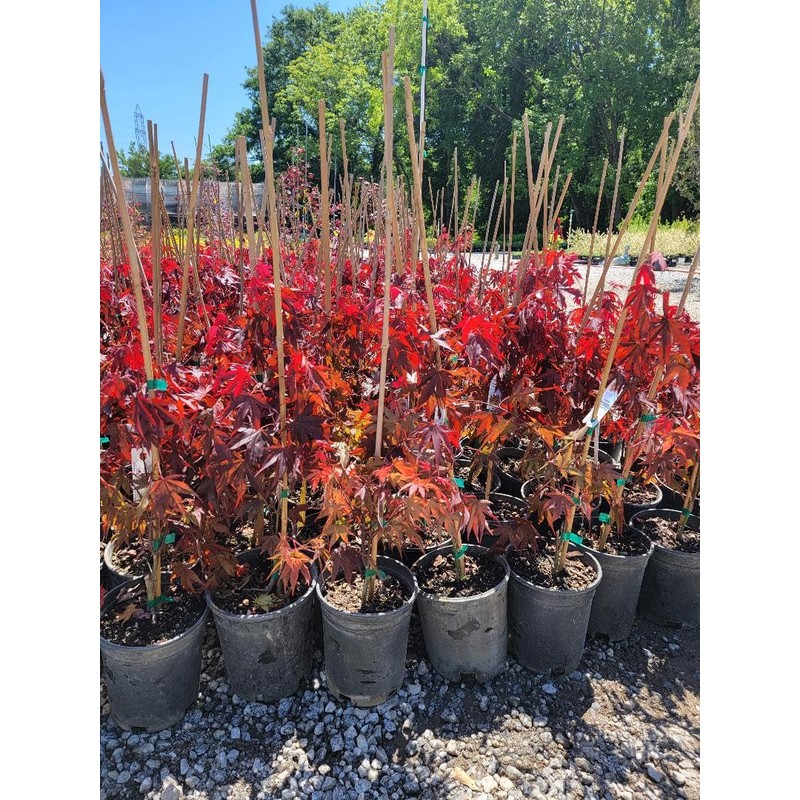 Fireglow Upright Red Japanese Maple - Live Plant - (2.5