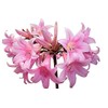 Naked Ladies - 3 Bulbs of Pink Amaryllis Belladonna - Beautiful Amaryllis for Outside