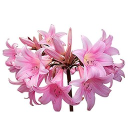 Naked Ladies - 3 Bulbs of Pink Amaryllis Belladonna - Beautiful Amaryllis for Outside