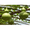 SeedsUP - 10+ Bottle Gourd (Calabash, Lagenaria) - Vegetable Green