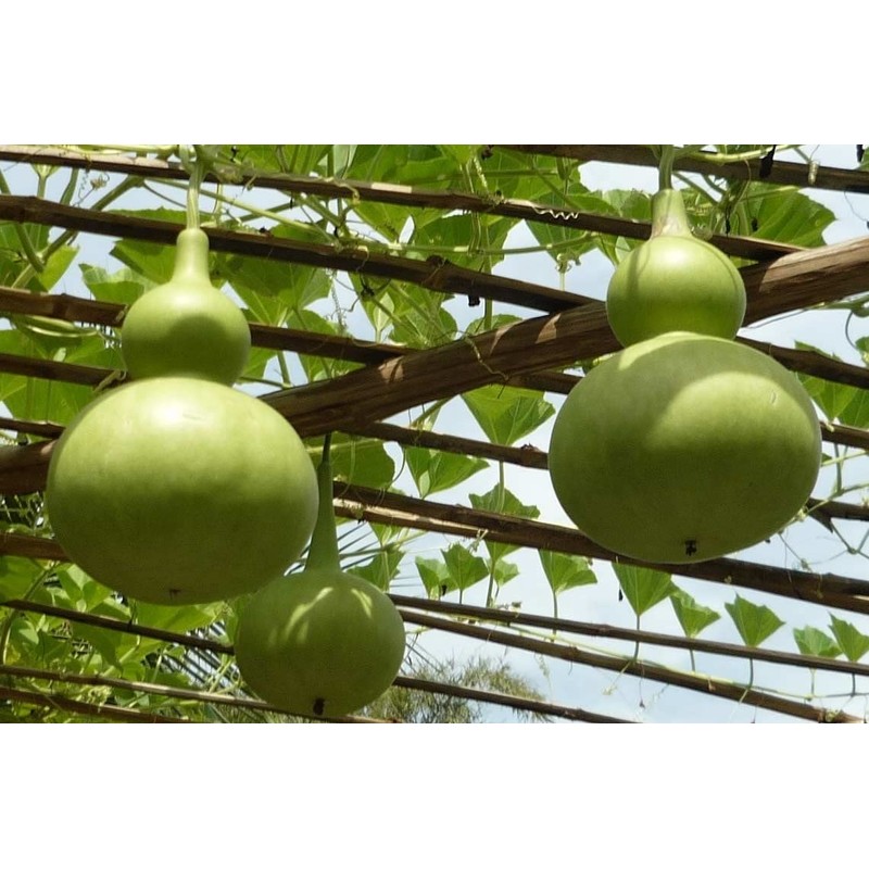 SeedsUP - 10+ Bottle Gourd (Calabash, Lagenaria) - Vegetable Green