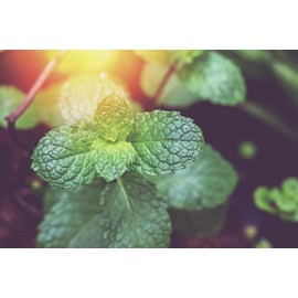 Mynatura Bio Pfefferminzblätter getrocknet I Pfefferminz I Ganze Blätter I Pfefferminztee I Kräutertee I Tee I Aromatisch I Im Beutel (250g)