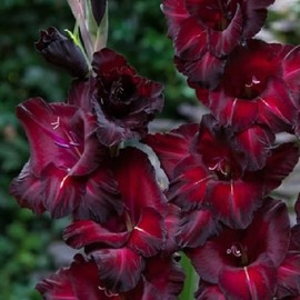 5 Black Gladiolus Bulbs for Planting Flower Bulbs Outdoors Perennial Garden