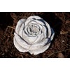 stoneandstyle Stone Blossom, Solid Cast Stone, Frost and Weatherproof