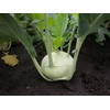 Seeds Kohlrabi (Cabbage German Turnip) Giant Biennial Vegetable for Planting