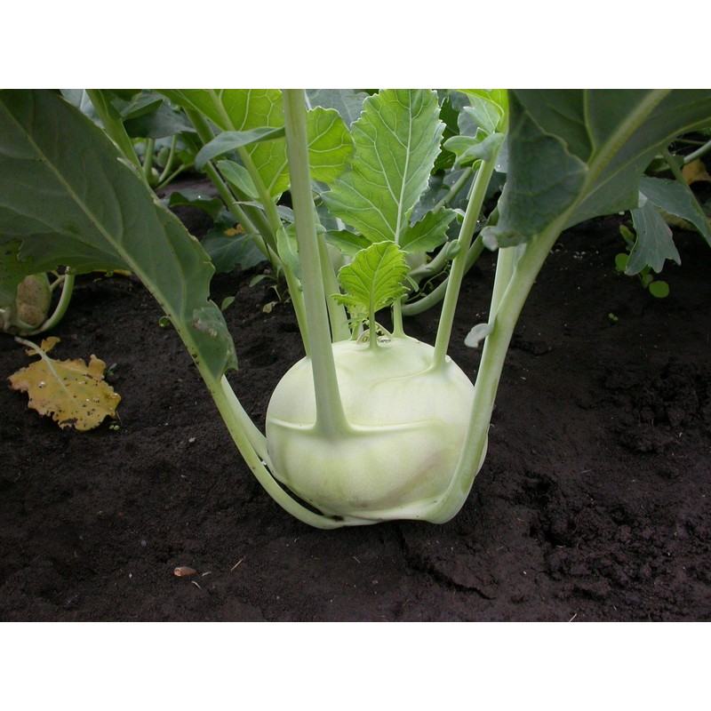Seeds Kohlrabi (Cabbage German Turnip) Giant Biennial Vegetable for Planting