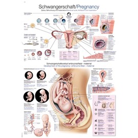 Teaching Board "Pregnancy" 50 x 70 cm