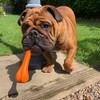 Petface Seriously Strong Solid Rubber Bone Dog Toy, Tough &