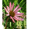 Hazzard's Seeds Echinacea tennesseensis      250 seeds