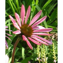 Hazzard's Seeds Echinacea tennesseensis      250 seeds