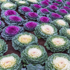 Outsidepride Ornamental Cabbage Flower Seeds - 1000 Pcs. Annual, Cold Tolerant & Low Maintenance, Flower Seeds for Planting Vibrant Mixed Blooms, Great for Garden Edging, Borders, & Container Displays