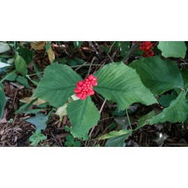 Golden Lotus Herbs American Ginseng (Xi Yang Shen) Liquid Herbal Extract by Golden Lotus Herbs - 4 oz