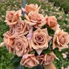 Heirloom Roses Koko Loko Rose Plant - Brown/Multi Colored Rose