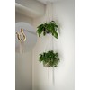PlusRoc 20 Pack Q-Hanger String Light Hooks for Haning Lights