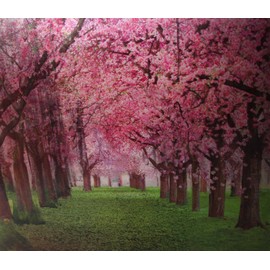 Seasons Trees - Triple Views - 3D Lenticular Poster - 12x16 Animated Print - 3 Prints in 1