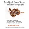 Medjool Date Seeds - 5 - Phoenix dactylifera (Organically Grown)