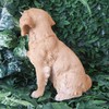 Vivid Arts - Golden Retriever - XRL-GR03-D