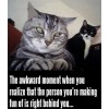 Funny Cat  refrigerator magnet 3 1/2 x 4 1/2" Made in the USA
