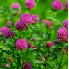 Todd's Seeds Red Clover Seeds, Non-GMO, Chemical Free, High Germination