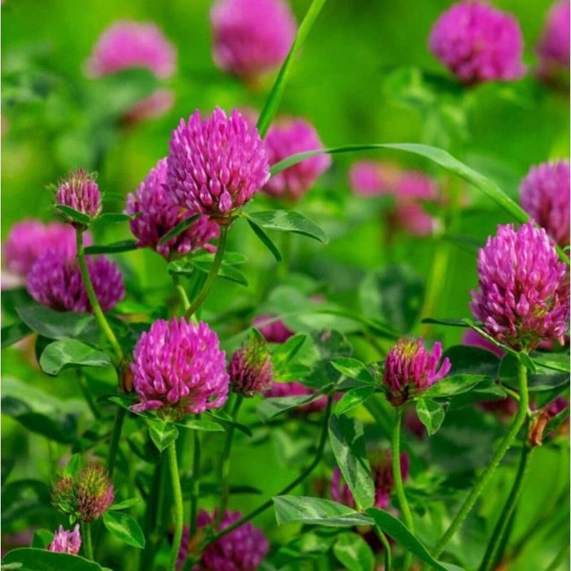 Todd's Seeds Red Clover Seeds, Non-GMO, Chemical Free, High Germination