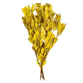 Vickerman 20-24" Natural Dried Basil Mealy Banksia Foliage Bunch, 4.4 oz. This is a Natural Product, Dimensions and Color May Vary Plant to Plant.