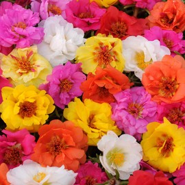 Outsidepride Portulaca Moss Rose Happy Trails Ground Cover Plant Seed Mix - 250 Seeds