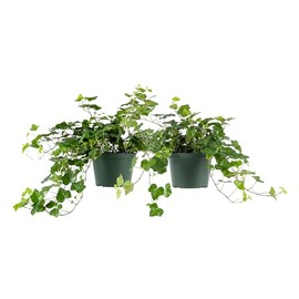American Plant Exchange English Ivy – Live 6-Inch 2-Pack, Fast-Growing Air-Purifying Vine, Easy-Care Indoor & Outdoor Houseplant for Hanging Baskets, Walls & Home or Office Décor