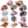 14PCS 14 Kind Natural Hermit Crab Shells Size 1" -