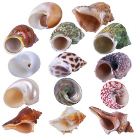 14PCS 14 Kind Natural Hermit Crab Shells Size 1" - 3.5", Opening 0.8" - 1.5" Hermit Crab Supplies Pearl Turbo Seashell for Décor