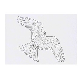 'Soaring Bird of Prey' Temporary Tattoo - Water Resistant, Skin-Safe, Non-Toxic Transfer (TO00080647)