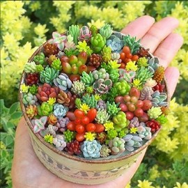 Nygardenia 200pcs Rare Mixed Succulent Seeds - Beautiful and Colorful Varieties.