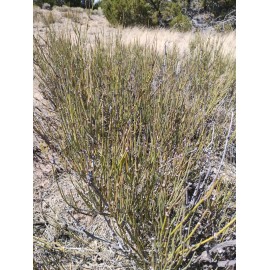 Unbranded 1 LB Fresh Picked Organic Mormon Tea Brigham Tea White Mountain Shadows Region