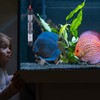 Focanet Aquarium Heater, 120 L, 100 W Temperature Adjustable Aquarium