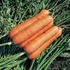 Premier Seeds Direct PREMIER SEEDS DIRECT - Resistafly F1 Carrot