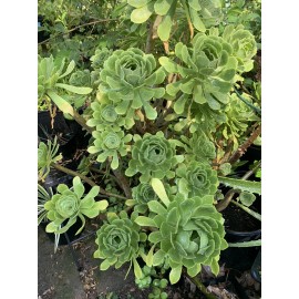 Aeonium Arboreum Tree Green Aeonium Succulent Plant Live Cuttings 4” Across 2 Pc
