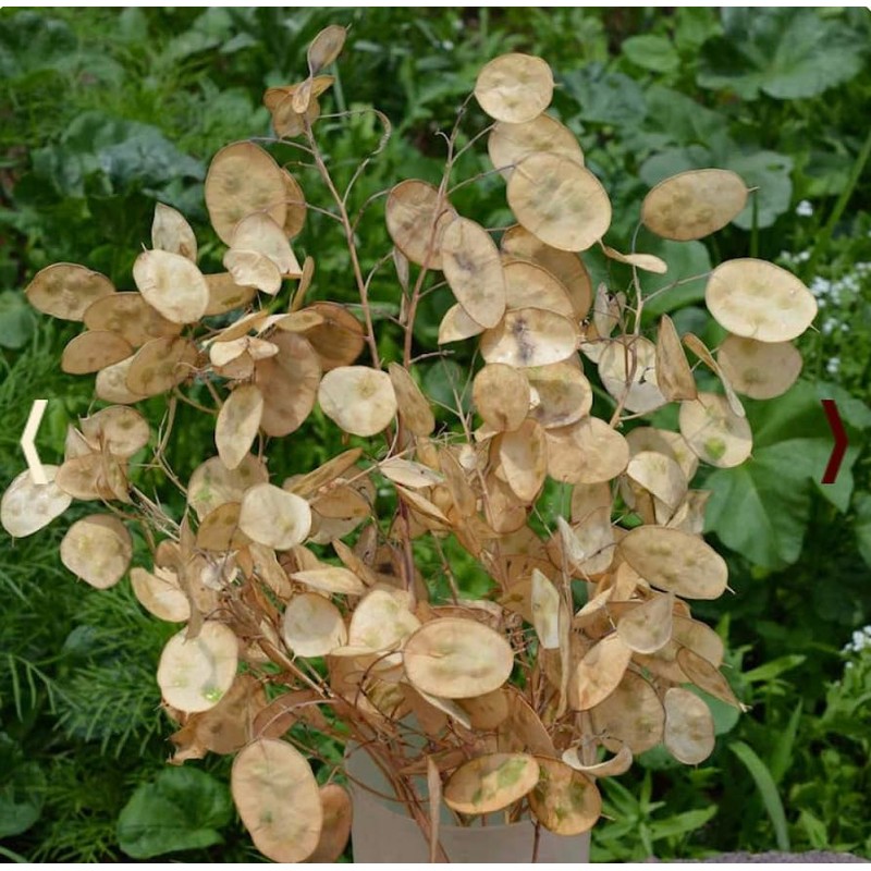150 Seeds Lunaria - Money Plant Seeds - Marde Ross