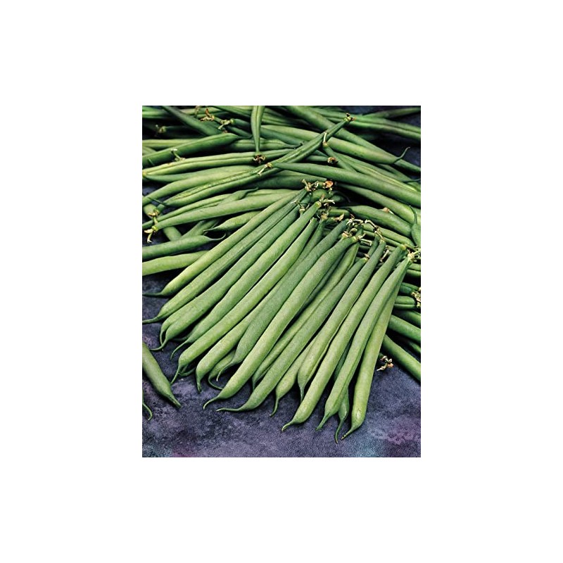 * Vegetable - Dwarf French Bean - Safari - 100
