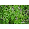 22Day Seeds: Seeds Holy Basil/Ornamental Tulsi Tree/Non GMO/Heirloom