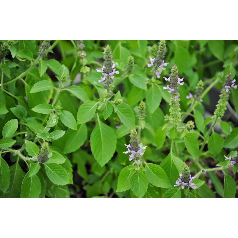 22Day Seeds: Seeds Holy Basil/Ornamental Tulsi Tree/Non GMO/Heirloom