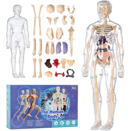Huang Yem Human Body Model Puzzle, Mannequin Anatomy Model, 3D Organ Model, Human Body Models, Detachable, Anatomy Model Set, Skeletal Models, Skeletal Specimen Toys, Medical Students, Doctors,