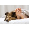 Vet's Advantage Ashwagandha Calmer For Dogs - Pure Herbal Support