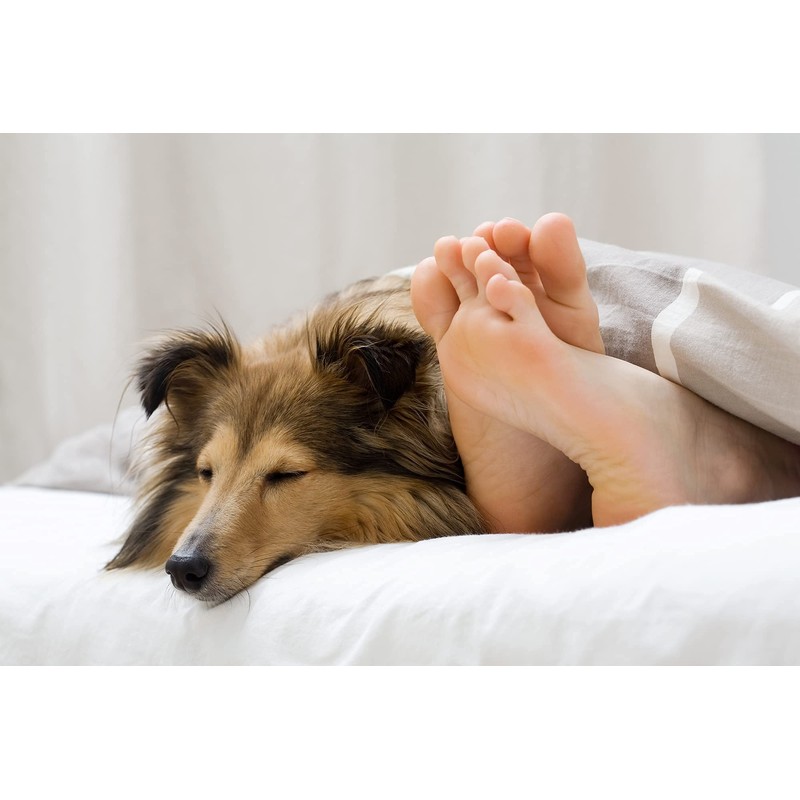 Vet's Advantage Ashwagandha Calmer For Dogs - Pure Herbal Support