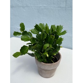 PLANTVERS Schlumbergera Bridgesii Christmas Cactus in a 4" Grow Pot – Indoor Succulent Plant - Easy Care Low Maintenance Xmas Cactus – Beautiful Houseplant for Home or Office – Safe for Cats