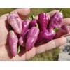 American Seed Fidalga Roxa Pepper Seeds 🇺🇸 USA Grown 🇺🇸