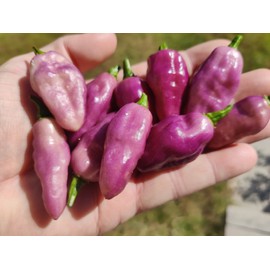 American Seed Fidalga Roxa Pepper Seeds  🇺🇸 USA Grown 🇺🇸