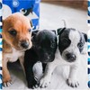 Pet Life Unlimited Leak-Proof Slide-Proof Large Puppy Pads, Pee Pads