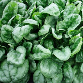 Southeast Seeds Olympia Spinach Seeds, NON-GMO, Variety Size Packets, FREE SHIPPING - 120 Seeds or 2 Grams